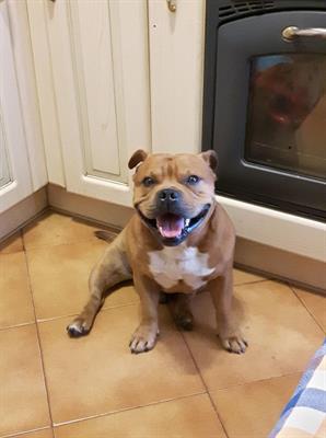 Cercasi Femminuccia di Staffordshire bull terrier