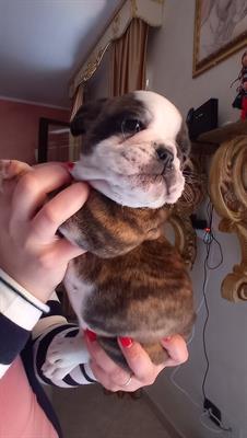 Bulldog inglese