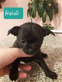 Cucciola di chihuahua
