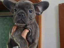 Bulldog francese maschio blu