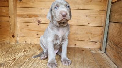 Cuccioli di Weimarainer cercano casa