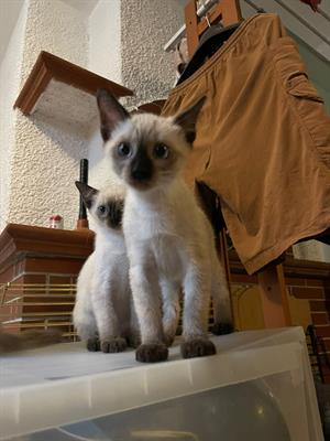 Splendidi gattini cuccioli Siamesi Thai