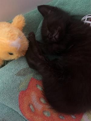 Gatto nero in vendita - Foto 2