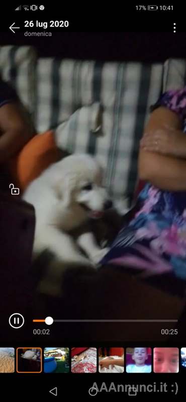 Pastore Razza Maremmano Abruzzese - Cani a Palermo