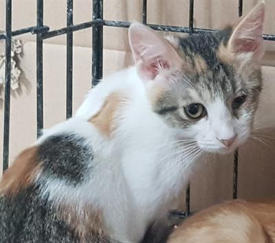 MIA gatto