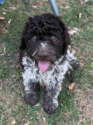 CUCCIOLI di LAGOTTO ROMAGNOLO