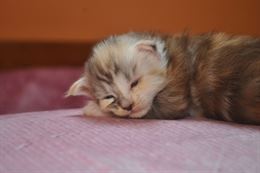 Foto 4 Dolcissimi cuccioli di maine coon