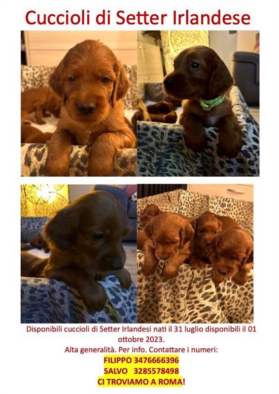Cuccioli Razza Setter Irlandesi