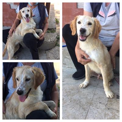 Toto cucciolo incrocio Golden Retriever