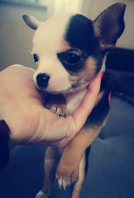 Cuccio di chihuahua