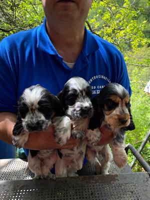 Cocker spaniel inglese - Foto 3