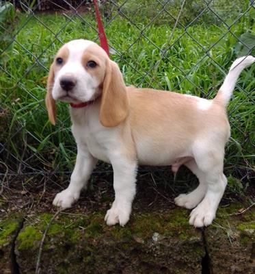 Cuccioli Razza Beagle - Foto 2