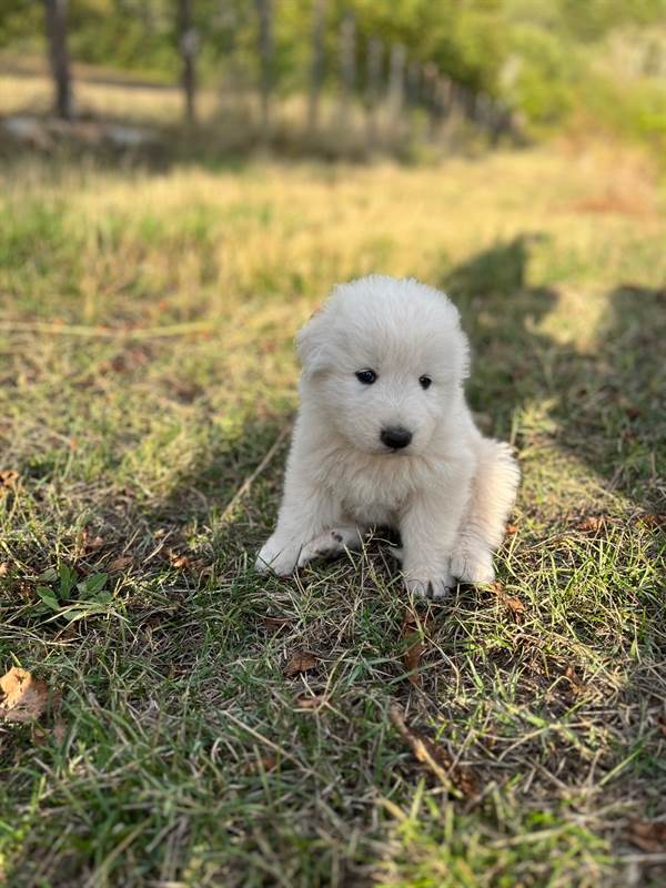 Cuccioli di pastore Razza maremmano abruzzese - L'Aquila