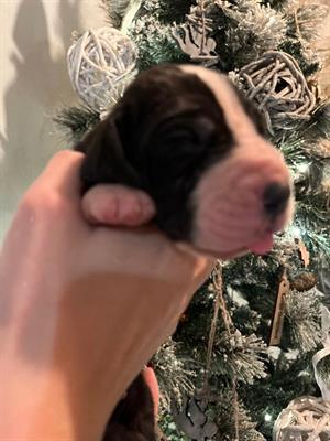 Cuccioli di Alano