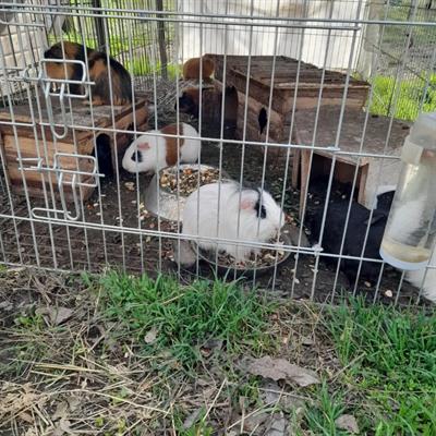 Cavie bellissime in buono stato di