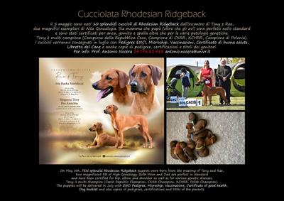 10 Cuccioli Rhodesian Ridgeback pedigree campioni