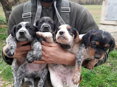 Cuccioli bracco pointer da tartufo