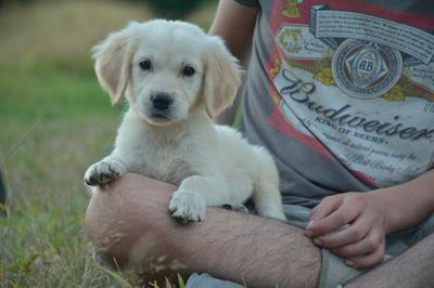 Cuccioli di Golden Retriever con Pedigree