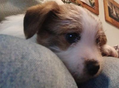 Cuccioli di jack russel puri - Foto 6