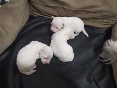 Cuccioli maltesi maschi