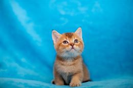 Cuccioli scottish Straight e Fold - Anteprima 1