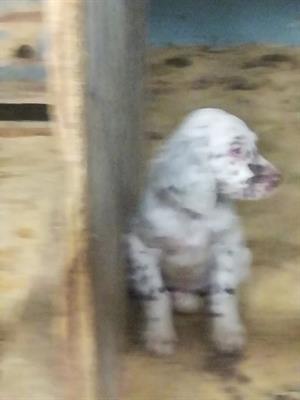 Cuccioli setter inglese