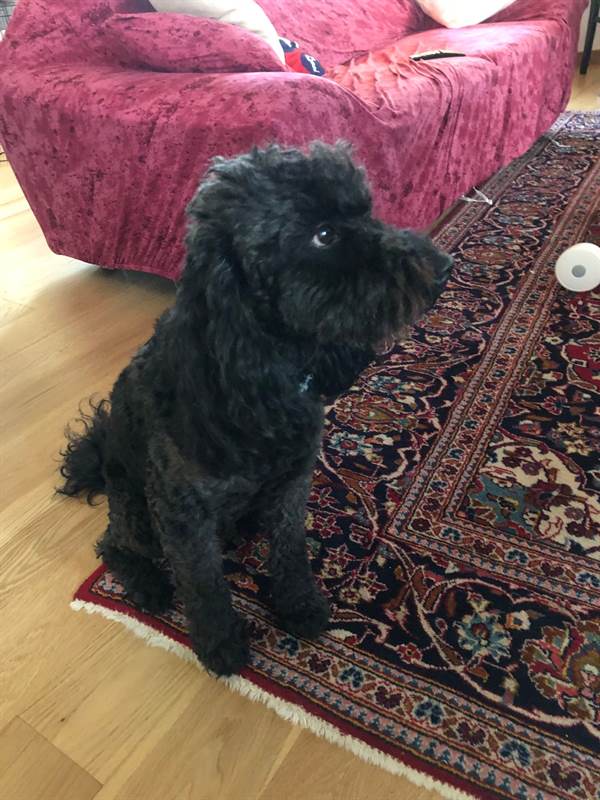 Gonna Barboncino In Feltro Rosso Fatta In Casa Taglia S/M - Lunghezza - Foto 13