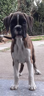 Boxer Cuccioli - Anteprima 1