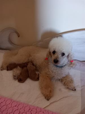 Cucciola toy barboncino fulvo