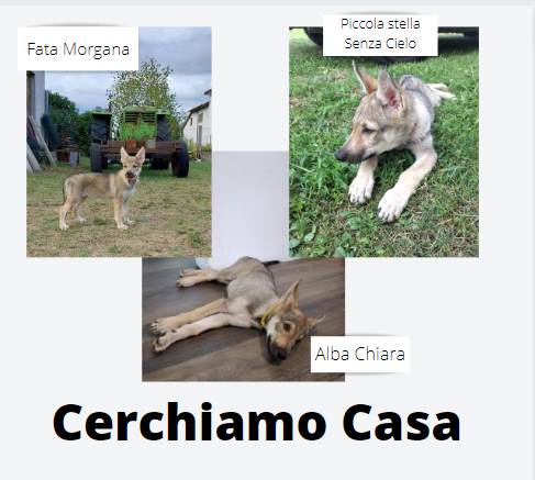 Disponibile femmine di Razza lupo cecoslovacco, prezzo trattabile