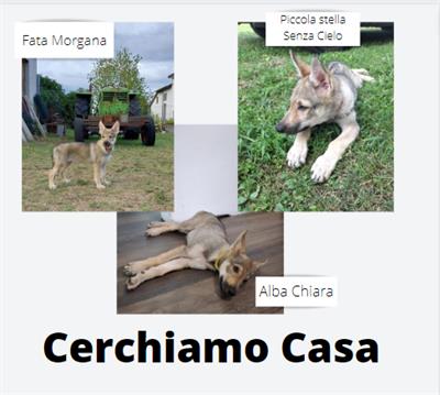 Disponibile femmine di Razza lupo cecoslovacco, prezzo trattabile - Anteprima 1