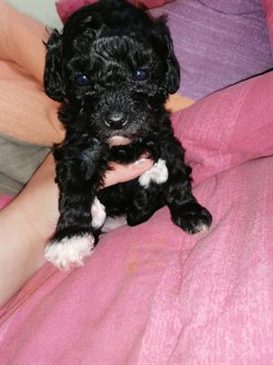 Cucciola barboncino toy