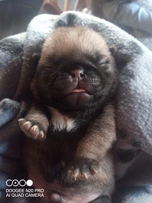 Carlini con pedigree, prezzo leggermente trattabile - Foto 6