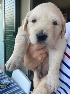 Golden retriever