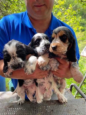 Cocker spaniel inglese - Foto 4