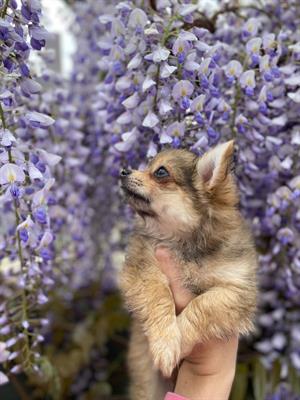 Chihuahua femmina con pedigree ENCI