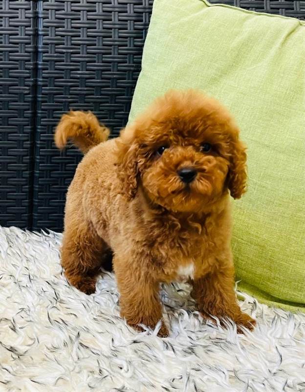 Cuccioli barbone toy red Razza Barboncino, genitori visibili - Cosenza