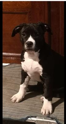 Amstaff per monte