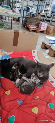 Gattini bellissimi Razza Europeo - Anteprima 1