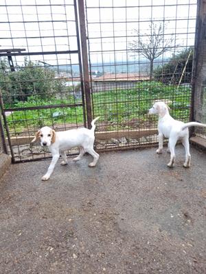 Cuccioli segugio istriano