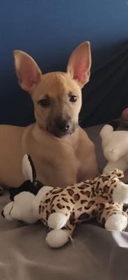Cucciola pincher di quattro mesi