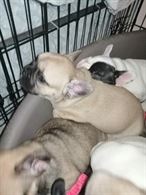 Cuccioli di bouledogue francese