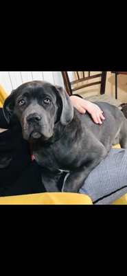 Cuccioli cane corso