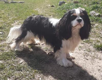 Accopiamento cavalier king - Foto 4