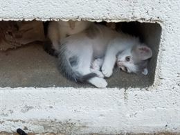 Foto 2 Regaliamo bellissimi gattini