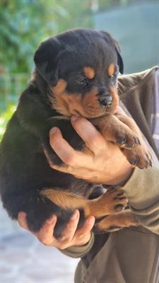 Cuccioli Rottweiler Altissima Genealogia Tedesca