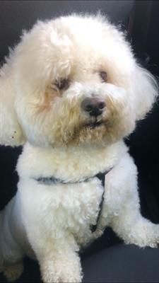 Cercasi moglie bichon frise
