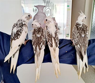 Calopsite allevate a mano