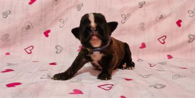 Cuccioli di boxer
