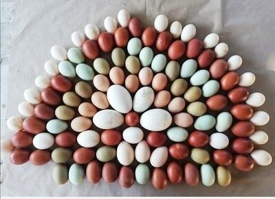 Uova pulcini galline ornamentali
